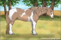 Horse Color:Red Dun Sabino Tobiano