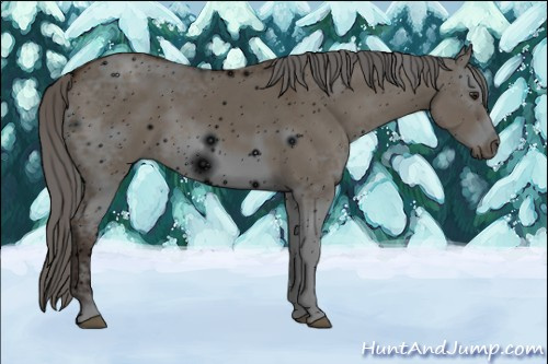 Horse Color: ERROR: UNKNOWN ANOMALY