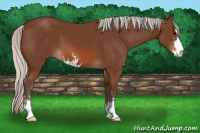 Horse Color:Silver Bay Sabino 