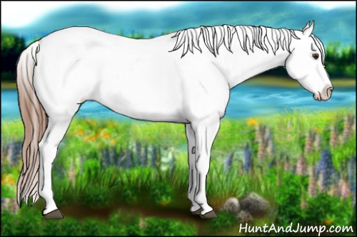 Horse Color: Red Dun Blanket 
