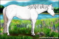 Horse Color:Red Dun Appaloosa