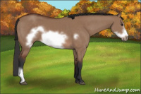 Horse Color:Bay Dun Sabino Frame 