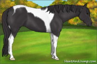 Horse Color:Smoky Black Tobiano 