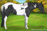 Horse Color:Black Tobiano 