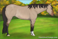 Horse Color:Bay Dun Rabicano 