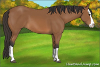 Horse Color:Bay Splash 