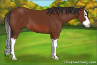 Horse Color:Bay Splash 