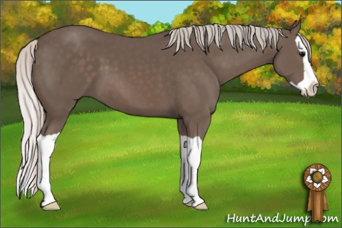 Horse Color: Silver Black Splash 