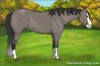 Horse Color:Grullo Splash 