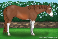 Horse Color:Liver Chestnut Sabino