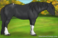 Horse Color:Black Tobiano