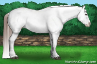 Horse Color:Bay Tobiano Blanket 
