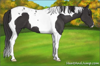 Horse Color:Buckskin Tobiano