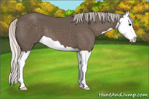 Horse Color: Silver Black Splash 