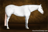 Horse Color:White Spotted Amber Champagne Appaloosa Rabicano