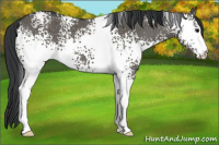 Horse Color:White Spotted Grullo