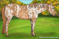 Horse Color:Bay Roan Splash Tobiano Appaloosa  Brindle
