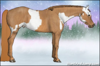 Horse Color:Bay Splash Tobiano Appaloosa Brindle