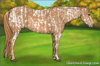Horse Color:Bay Roan Splash Tobiano Appaloosa Brindle