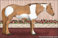 Horse Color:Bay Splash Tobiano Appaloosa Brindle