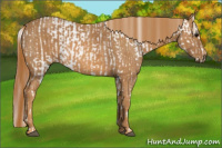 Horse Color:Bay Splash Tobiano Blanket  Brindle
