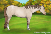 Horse Color:Grullo Pearl 