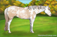 Horse Color:Bay Pearl Dun Sabino 