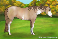 Horse Color:Black Pearl Sabino