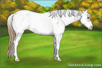 Horse Color:Grullo Pearl Sabino 