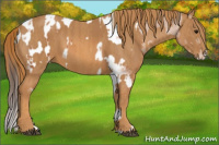 Horse Color:Bay Splash Tobiano Frame Appaloosa Brindle