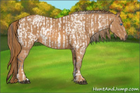 Horse Color:Bay Roan Splash Tobiano Appaloosa  Brindle