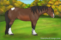 Horse Color:Bay Splash Tobiano