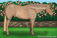 Horse Color:Red Roan 
