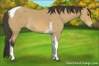 Horse Color:Buckskin Tobiano Rabicano