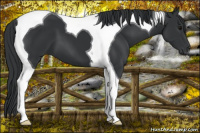 Horse Color:Brown Tobiano 