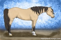 Horse Color:Buckskin 
