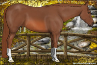 Horse Color:Liver Chestnut 