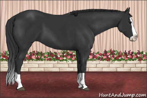 Horse Color: Brown Splash 