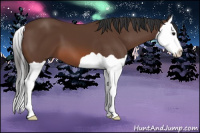 Horse Color:Bay Splash 