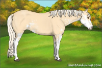 Horse Color:Palomino Dun Sabino