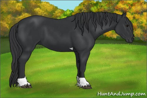 Horse Color: Black Tobiano 