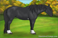 Horse Color:Black Tobiano 