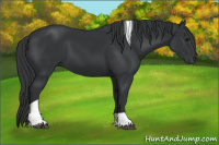 Horse Color:Black Tobiano