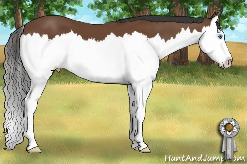 Horse Color: Bay Splash 