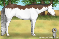 Horse Color:Bay Splash 