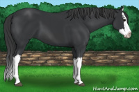 Horse Color:Brown Splash