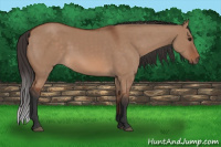 Horse Color:Bay Dun