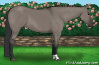 Horse Color:Brown Dun 