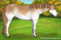 Horse Color:White Spotted Chestnut 