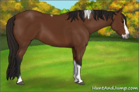 Horse Color:Gray Bay Splash Tobiano 